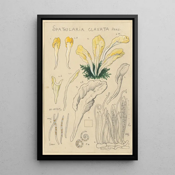 Spathularia clavata - Hans Baldung — cuadro enmarcado en la pared