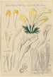 Spathularia clavata - Hans Baldung — vista de la obra