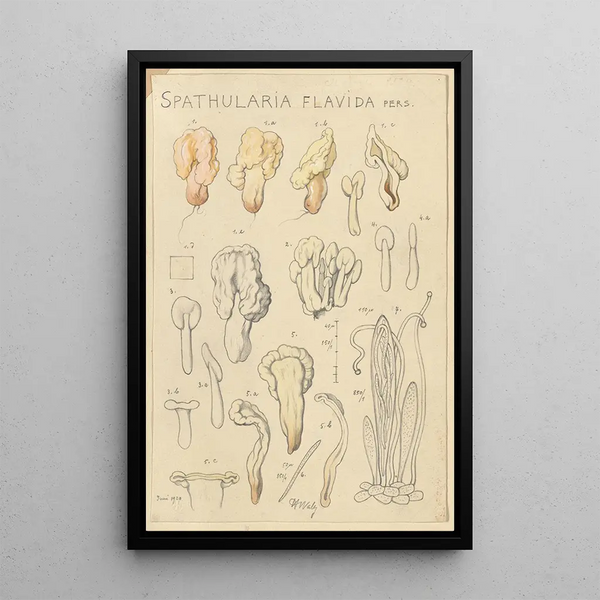 Spathularia flavida - Hans Baldung — cuadro enmarcado en la pared
