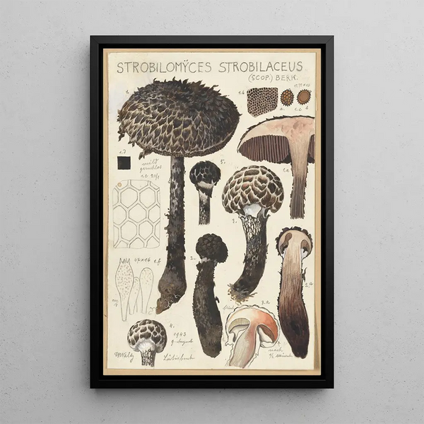 Strobilomyces strobilaceus Scop Berk - Hans Baldung — cuadro enmarcado en la pared