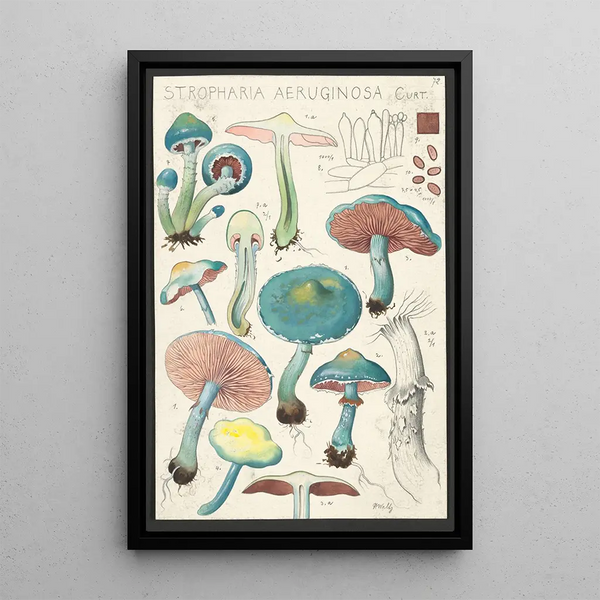 Stropharia aeruginosa Curt - Hans Baldung — framed artwork on a wall