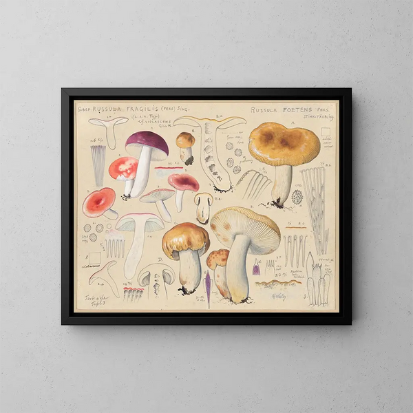 Russula foetens - Hans Baldung — cuadro enmarcado en la pared
