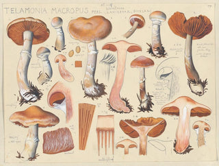 Telamonia macropus - Hans Baldung — vista de la obra