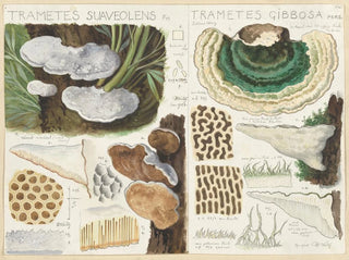 Trametes gibbosa - Hans Baldung — vista de la obra