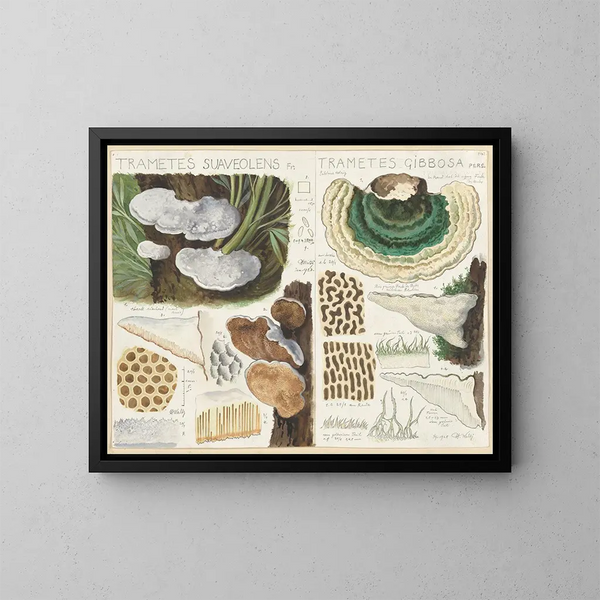 Trametes gibbosa - Hans Baldung — cuadro enmarcado en la pared