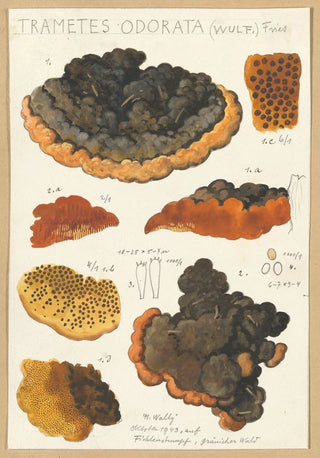 Hans Walty - Trametes odorata Wulf Fries.webp
