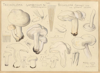 Hans Walty - Tricholoma gambosum Fr Gill Tricholoma georgii Clus var gambosa Ricken.webp