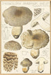 Tricholoma pardinum quelet - Hans Baldung — vista de la obra