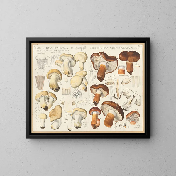 Tricholome de Pomone Tricholome subannulé - Hans Baldung — cuadro enmarcado en la pared