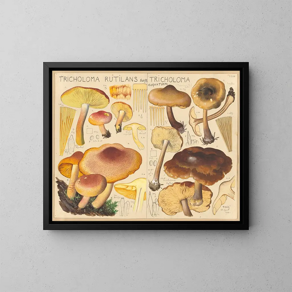 Tricholome rutilant Tricholome cognatum - Hans Baldung — cuadro enmarcado en la pared