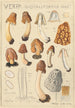 Verpa digitaliformis - Hans Baldung — vista de la obra