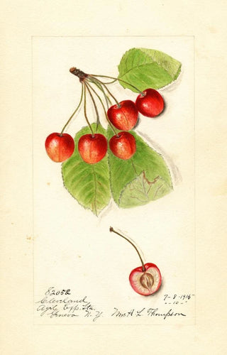 Harriet L Thompson - Prunus avium Cleveland.webp