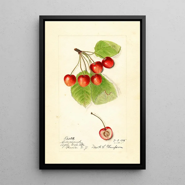 Prunus avium Cleveland - Harriet L Thompson — framed artwork on a wall