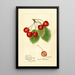 Prunus avium Florence - Harriet L Thompson — cuadro enmarcado en la pared