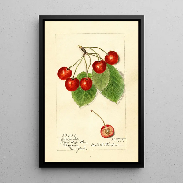 Prunus avium Florence - Harriet L Thompson — framed artwork on a wall