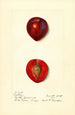 Prunus domestica Methley - Harriet L Thompson | Reproduction — vista de la obra