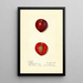 Prunus domestica Methley - Harriet L Thompson | Reproduction — cuadro enmarcado en la pared