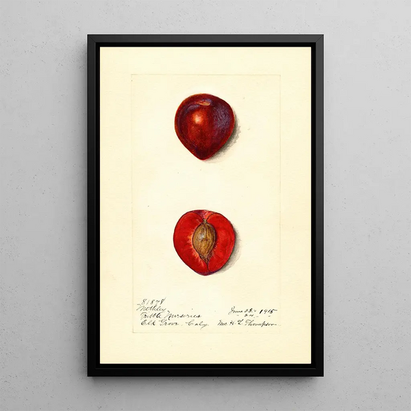 Prunus domestica Methley - Harriet L Thompson — framed artwork on a wall