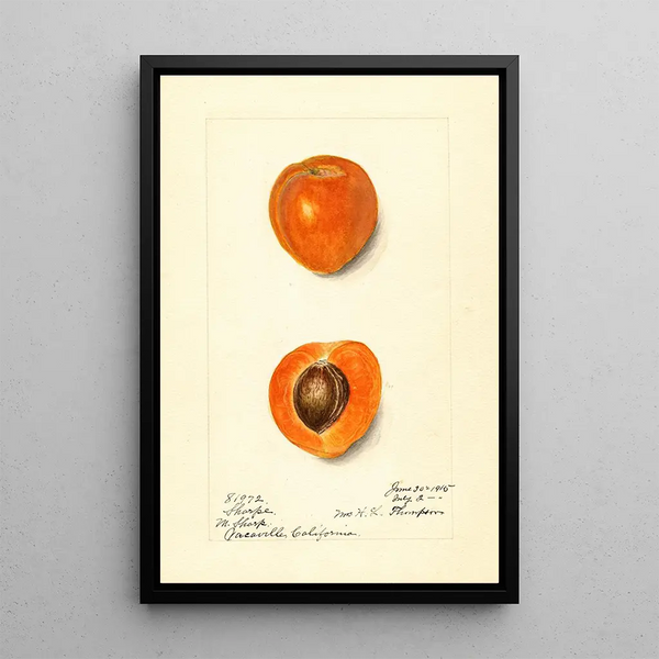 Prunus mume Sharpe - Harriet L Thompson — framed artwork on a wall