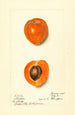 Prunus mume Sharpe - Harriet L Thompson — vista de la obra