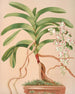 Aerides Quinquevulnerum - Harriet Stewart Miner — vista de la obra