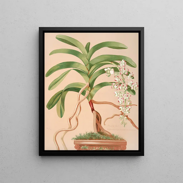 Harriet Stewart Miner - Aerides Quinquevulnerum.webp