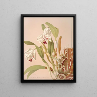 Harriet Stewart Miner - Cattleya Chocoensis.webp