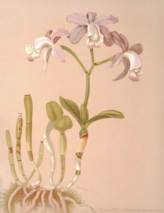 Harriet Stewart Miner - Cattleya Loddigesii.webp