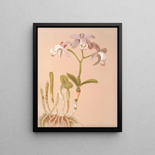 Harriet Stewart Miner - Cattleya Loddigesii.webp