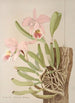 Cattleya Mossiae - Harriet Stewart Miner — vista de la obra