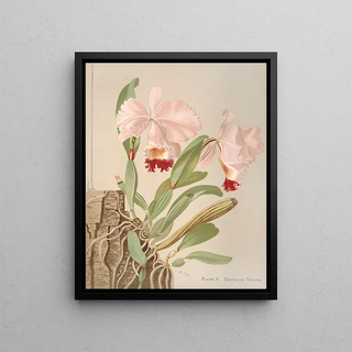 Harriet Stewart Miner - Cattleya Trianae.webp