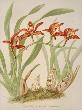 Harriet Stewart Miner - Cymbidium Hookerianum.webp