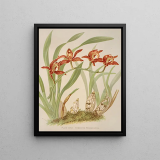 Harriet Stewart Miner - Cymbidium Hookerianum.webp