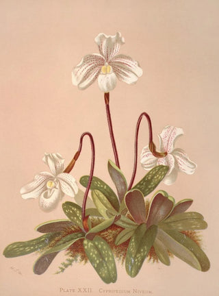 Harriet Stewart Miner - Cypripedium Niveum.webp