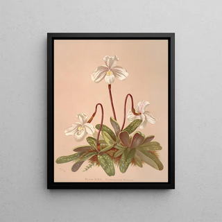 Harriet Stewart Miner - Cypripedium Niveum.webp