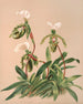 Cypripedium Spicerianum - Harriet Stewart Miner — vista de la obra