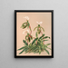 Cypripedium Spicerianum - Harriet Stewart Miner — cuadro enmarcado en la pared
