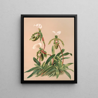 Harriet Stewart Miner - Cypripedium Spicerianum.webp