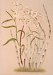 Dendrobium Devonianum - Harriet Stewart Miner — vista de la obra