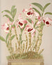 Dendrobium Nobile - Harriet Stewart Miner — vista de la obra