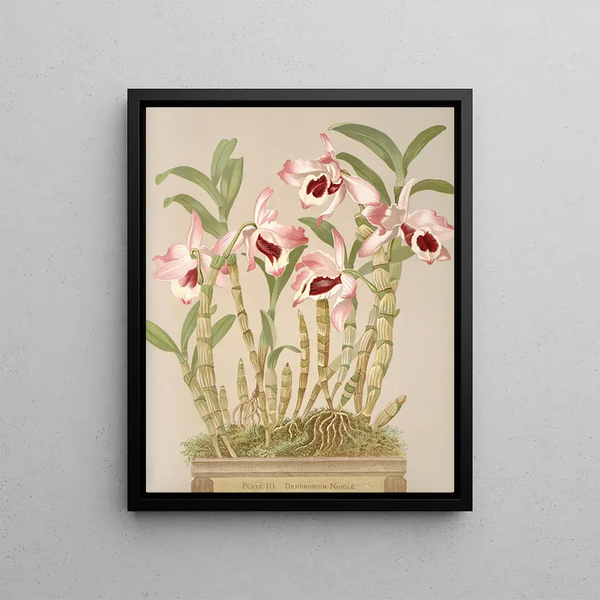 Harriet Stewart Miner - Dendrobium Nobile.webp