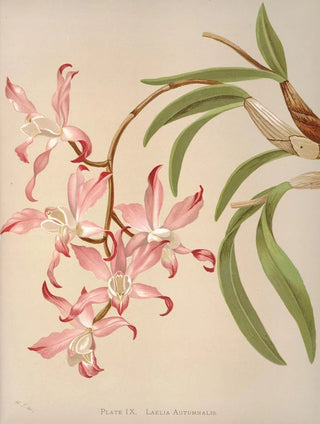 Harriet Stewart Miner - Laelia Autumnalis.webp