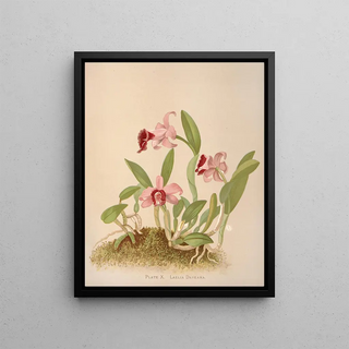 Harriet Stewart Miner - Laelia Dayeana.webp