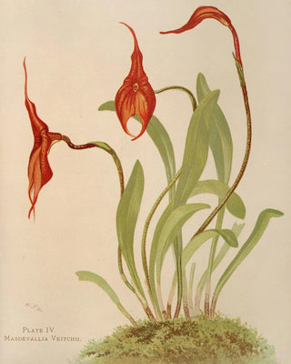 Harriet Stewart Miner - Masdevallia Veitchii.webp
