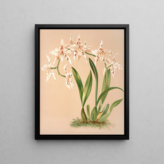 Harriet Stewart Miner - Odontoglossum Alexandrae.webp