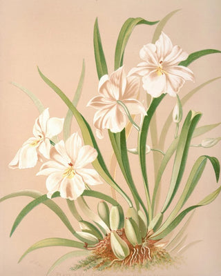 Harriet Stewart Miner - Odontoglossum Roezlii Album.webp