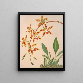 Harriet Stewart Miner - Odontoglossum Triumphans.webp