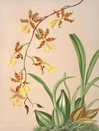 Harriet Stewart Miner - Oncidium Barkerii.webp