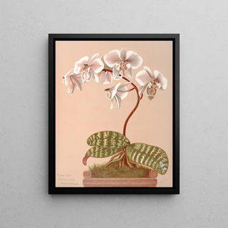 Harriet Stewart Miner - Phalenopsis Schilleriana.webp