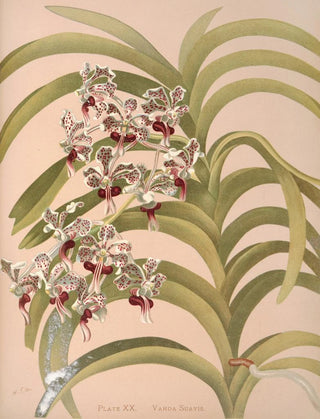Harriet Stewart Miner - Vanda Suavis.webp